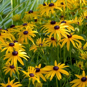 Rudbeckia fulgida - 'Goldsturm' Black Eyed Susan Rudbeckia fulgida - 'Goldsturm' Black Eyed Susan
