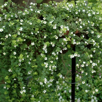 Sutera - 'Gulliver White' Bacopa Sutera - 'Gulliver White' Bacopa