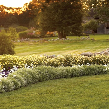 Euphorbia - Diamond Frost® Euphorbia - Diamond Frost®
