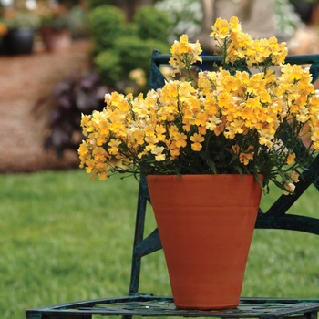 Nemesia - Sunsatia® ''Lemon'' Nemesia - Sunsatia® ''Lemon''