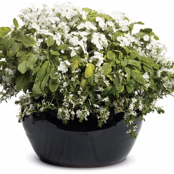 Phlox - Intensia® 'White' Phlox - Intensia® 'White'
