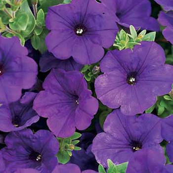 Petunia - Supertunia® ''Royal Velvet®'' Petunia - Supertunia® ''Royal Velvet®''
