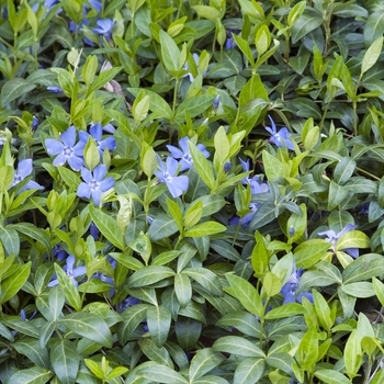 Vinca minor - Vinca Vinca minor - Vinca