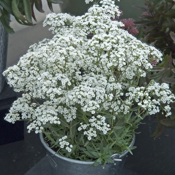 Gypsophila paniculata - ''Festival Star™'' Hardy Baby''s Breath Gypsophila paniculata - ''Festival Star™'' Hardy Baby''s Breath