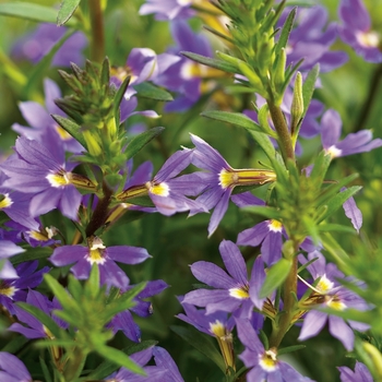 Scaevola aemula (Fan Flower) - Whirlwind® 'Blue' Scaevola aemula (Fan Flower) - Whirlwind® 'Blue'