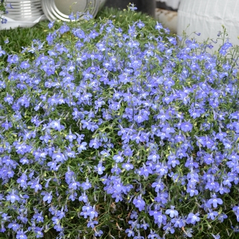 Lobelia erinus (Trailing Lobelia) - Hot® 'Navy Blue' Lobelia erinus (Trailing Lobelia) - Hot® 'Navy Blue'