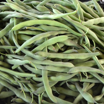 Green Beans - Beans Green Beans - Beans