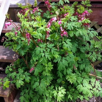Dicentra spectabilis - Bleeding Heart Dicentra spectabilis - Bleeding Heart