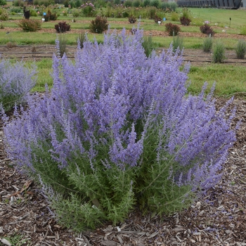 Perovskia atriplicifolia - 'Denim 'n Lace' Russian Sage Perovskia atriplicifolia - 'Denim 'n Lace' Russian Sage