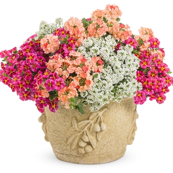 Lobularia - 'Snow Princess®' Alyssum Lobularia - 'Snow Princess®' Alyssum