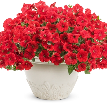 Petunia - Supertunia® 'Really Red' Petunia - Supertunia® 'Really Red'