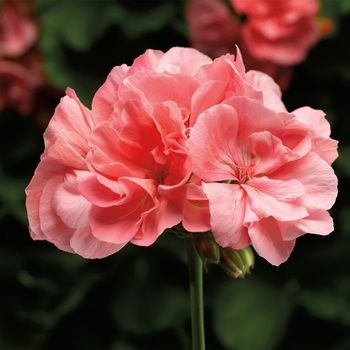 Pelargonium - Interspecific Geranium Pelargonium - Interspecific Geranium