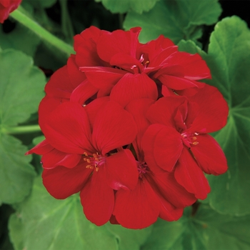 Pelargonium - Interspecific Geranium Pelargonium - Interspecific Geranium
