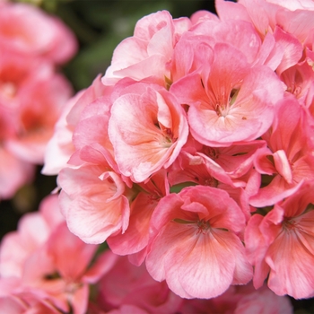 Pelargonium x hortorum (Zonal Geranium) - Americana® 'Salmon' Pelargonium x hortorum (Zonal Geranium) - Americana® 'Salmon'