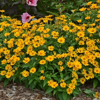Heliopsis helianthoides - 'Tuscan Sun' Perennial Sunflower Heliopsis helianthoides - 'Tuscan Sun' Perennial Sunflower