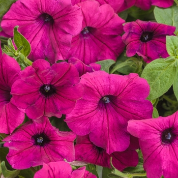 Petunia - Supertunia® ''Royal Magenta®'' Petunia - Supertunia® ''Royal Magenta®''