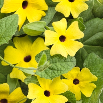 Thunbergia alata - 'Lemon A-Peel®' Black-Eyed Susan Vine Thunbergia alata - 'Lemon A-Peel®' Black-Eyed Susan Vine