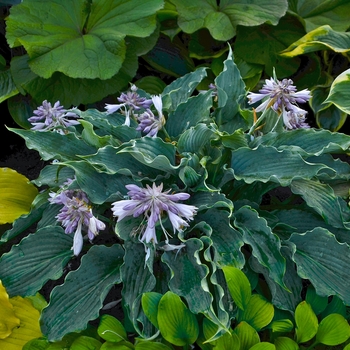 Hosta (Hosta, Plantain Lily) - Shadowland® 'Waterslide' Hosta (Hosta, Plantain Lily) - Shadowland® 'Waterslide'