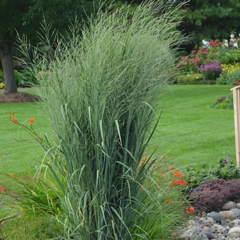 Panicum virgatum (Switch Grass) - Prairie Winds® 'Totem Pole' Panicum virgatum (Switch Grass) - Prairie Winds® 'Totem Pole'