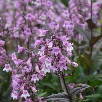 Penstemon - 'Midnight Masquerade' Beardtongue Penstemon - 'Midnight Masquerade' Beardtongue
