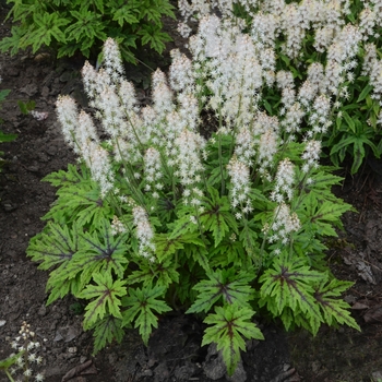 Tiarella - 'Cutting Edge' Foamflower Tiarella - 'Cutting Edge' Foamflower