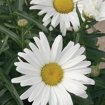 Leucanthemum x superbum (Shasta Daisy) - Amazing Daisies® 'Daisy May®' Leucanthemum x superbum (Shasta Daisy) - Amazing Daisies® 'Daisy May®'