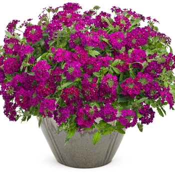 Verbena - Superbena Royale® 'Plum Wine' Verbena - Superbena Royale® 'Plum Wine'