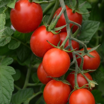 Tidy Treats - Cherry Tomato Tidy Treats - Cherry Tomato