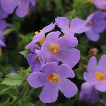 Sutera cordata (Bacopa) - Scopia® 'Gulliver Blue' Sutera cordata (Bacopa) - Scopia® 'Gulliver Blue'