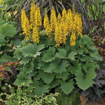 Ligularia - 'Bottle Rocket' Bigleaf Ligularia Ligularia - 'Bottle Rocket' Bigleaf Ligularia