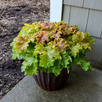 Heuchera (Coral Bells) - Dolce® 'Apple Twist' Heuchera (Coral Bells) - Dolce® 'Apple Twist'