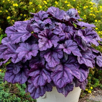 Heuchera (Coral Bells) - Dolce® 'Wildberry' Heuchera (Coral Bells) - Dolce® 'Wildberry'