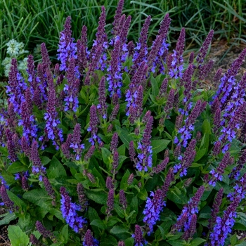 Salvia nemorosa - 'Violet Profusion' Perennial Salvia Salvia nemorosa - 'Violet Profusion' Perennial Salvia