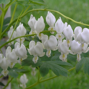 Dicentra spectabilis - 'Alba' Bleeding Heart Dicentra spectabilis - 'Alba' Bleeding Heart