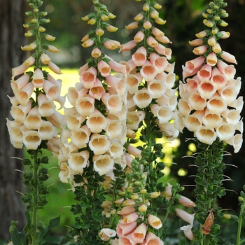 Digitalis purpurea - 'Dalmatian Peach' Foxglove Digitalis purpurea - 'Dalmatian Peach' Foxglove