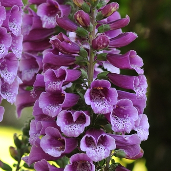 Digitalis purpurea - 'Dalmatian Purple' Foxglove Digitalis purpurea - 'Dalmatian Purple' Foxglove