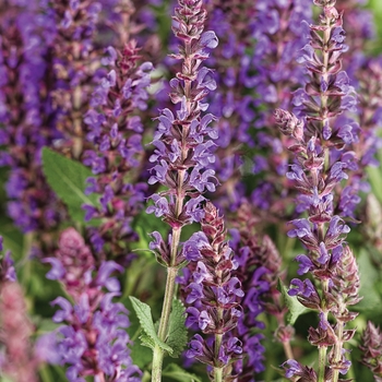 Salvia nemorosa - Color Spires® 'Violet Riot' Salvia nemorosa - Color Spires® 'Violet Riot'