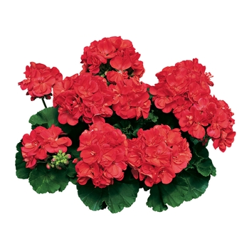 Pelargonium x hortorum (Zonal Geranium) - Americana® 'Coral' Pelargonium x hortorum (Zonal Geranium) - Americana® 'Coral'
