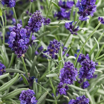 Lavandula angustifolia - 'Sweet Romance®' Lavender Lavandula angustifolia - 'Sweet Romance®' Lavender