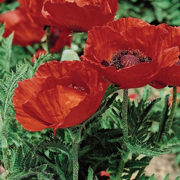 Papaver orientale - 'Beauty of Livermere' Oriental Poppy Papaver orientale - 'Beauty of Livermere' Oriental Poppy