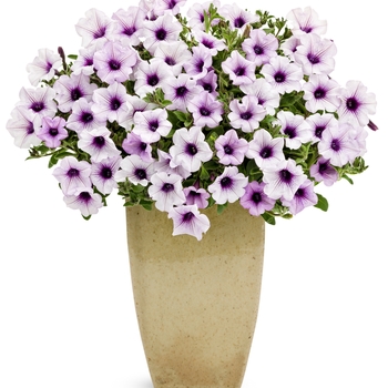 Petunia - Supertunia® ''Trailing Blue Veined'' Petunia - Supertunia® ''Trailing Blue Veined''