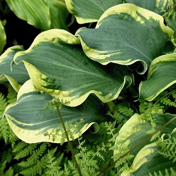 Hosta (Hosta, Plantain Lily) - Shadowland® 'Wheee!' Hosta (Hosta, Plantain Lily) - Shadowland® 'Wheee!'