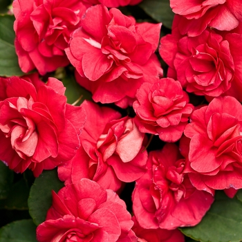 Impatiens walleriana (Double Impatiens) - Rockapulco® 'Red' Impatiens walleriana (Double Impatiens) - Rockapulco® 'Red'