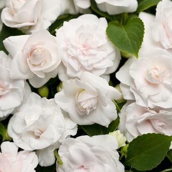 Impatiens walleriana (Double Impatiens) - Rockapulco® 'White' Impatiens walleriana (Double Impatiens) - Rockapulco® 'White'