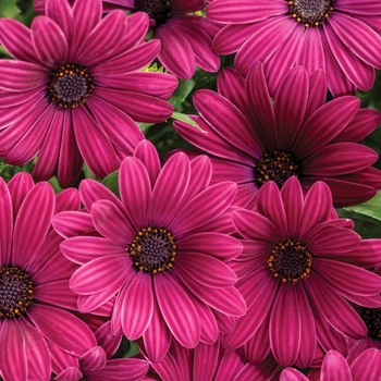 Osteospermum (African Daisy) - Bright Lights™ 'Purple' Osteospermum (African Daisy) - Bright Lights™ 'Purple'