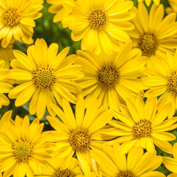 Osteospermum (African Daisy) - Bright Lights™ 'Yellow' Osteospermum (African Daisy) - Bright Lights™ 'Yellow'
