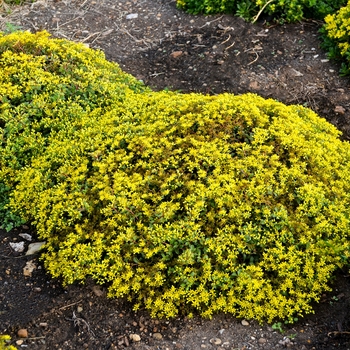 Sedum (Stonecrop) - Rock 'N Grow® 'Yellow Brick Road' Sedum (Stonecrop) - Rock 'N Grow® 'Yellow Brick Road'