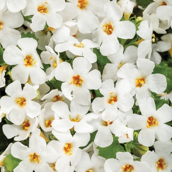 Sutera cordata (Bacopa) - Snowstorm® 'Snow Globe®' Sutera cordata (Bacopa) - Snowstorm® 'Snow Globe®'