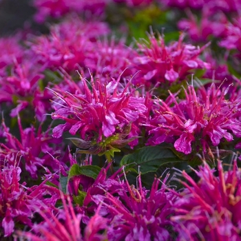 Monarda didyma - 'Pardon My Purple' Bee Balm Monarda didyma - 'Pardon My Purple' Bee Balm