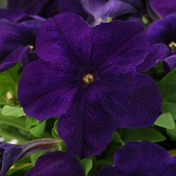 Petunia - Pretty Grand™ 'Midnight' Petunia - Pretty Grand™ 'Midnight'